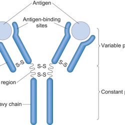 Immunoglobulin medicoapps molecule