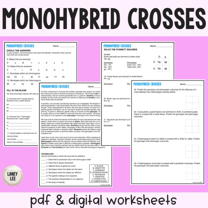 Monohybrid cross worksheet and answers