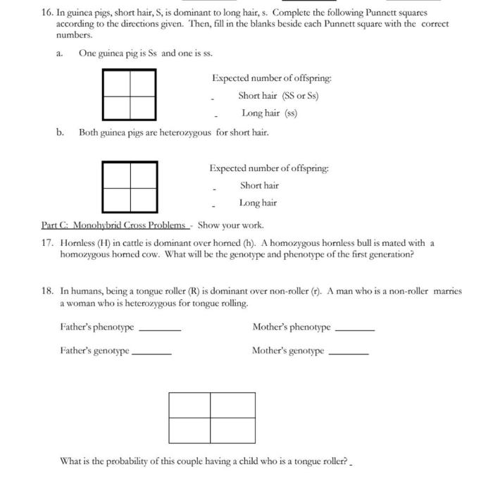 Monohybrid cross worksheet and answers