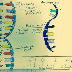 Dna the double helix worksheet answer key