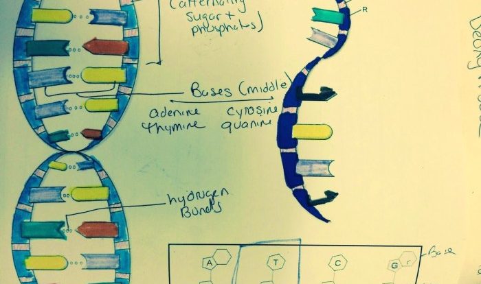 Dna the double helix worksheet answer key