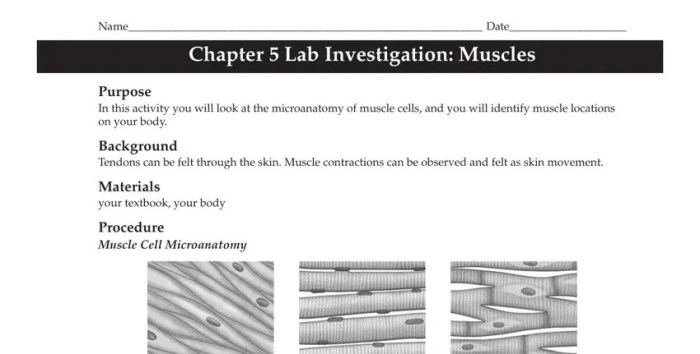 Chapter 5 lab investigation muscles answer key