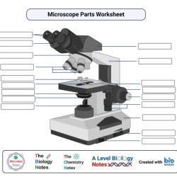 Laboratory 3 worksheet microscope answer key