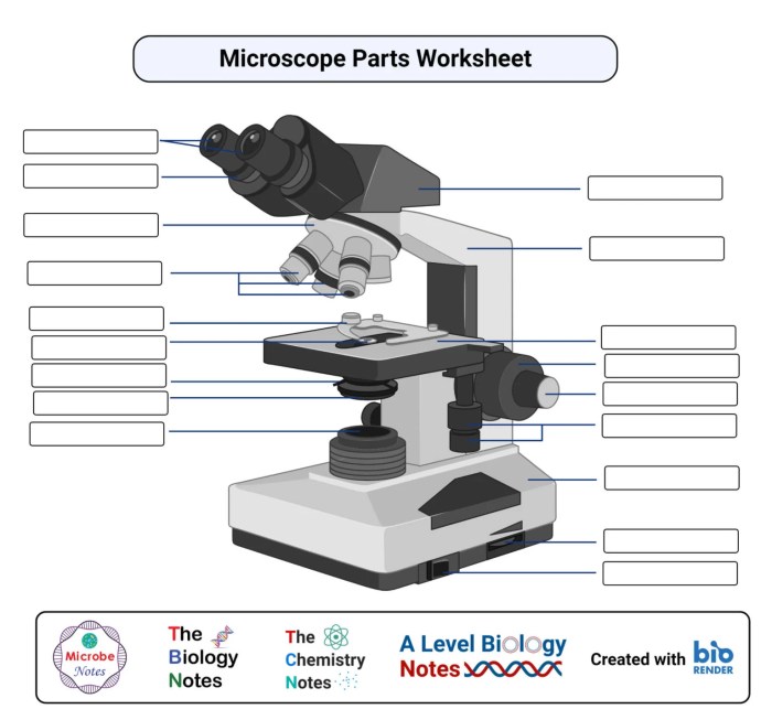 Laboratory 3 worksheet microscope answer key