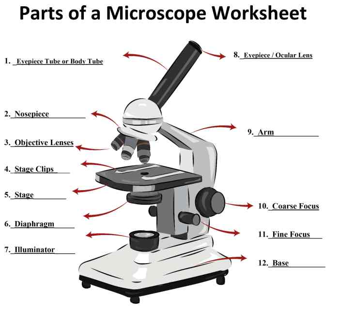 Laboratory 3 worksheet microscope answer key