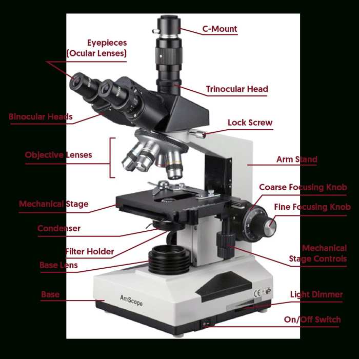 Laboratory 3 worksheet microscope answer key